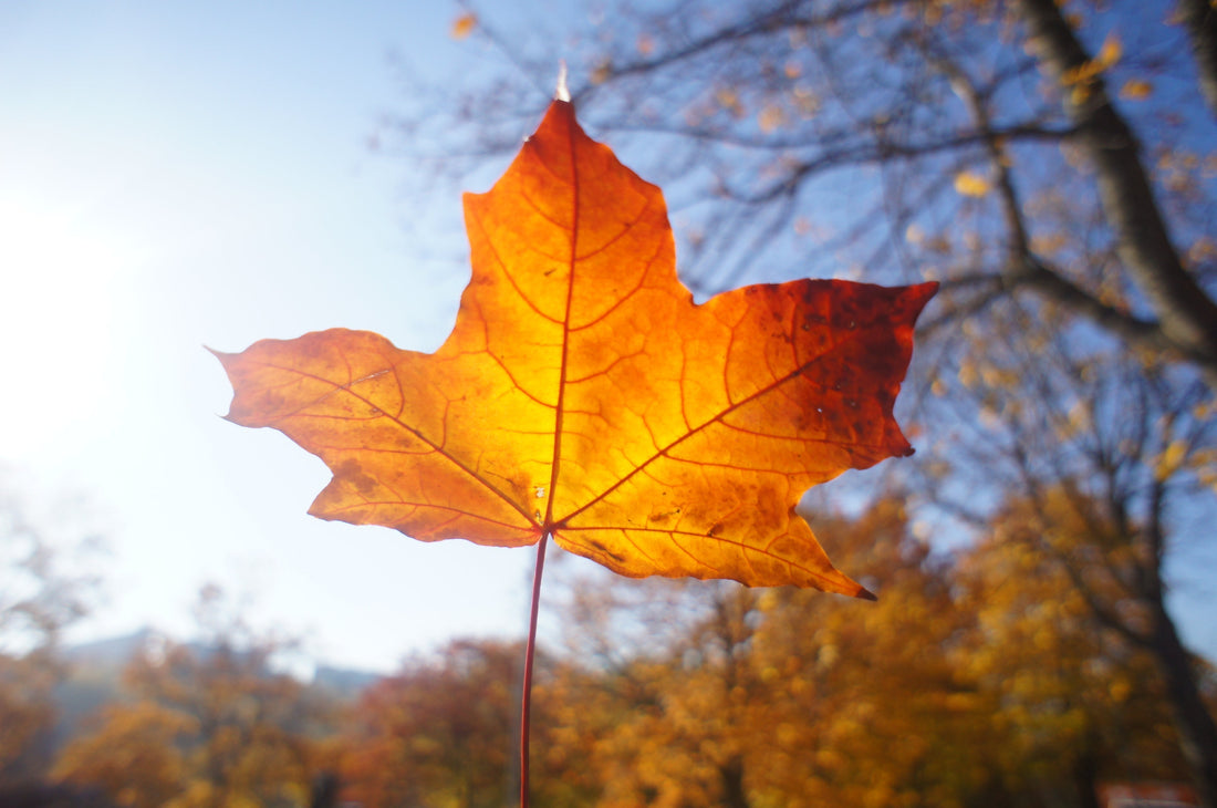 Compare how different colours affect people's emotions, decisions, and physiological responses